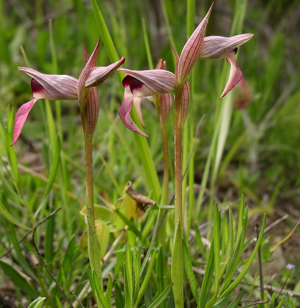 Orchis morio, Orchis pallens, Orchis simia, Orchis provincia